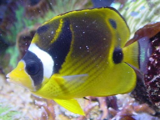 CHAETODON QUADRIMACULATUS